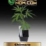 Chimera Clones - ACC