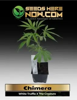 Chimera Clones Cannabis (space) White Truffle x The Creature Hybrid