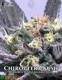 Chiroptera Kush Feminized Seeds (space) Indica Dominant Hybrid with 20(space)24% THC