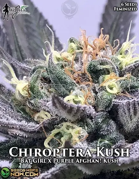 Chiroptera Kush Feminized Seeds - Indica Dominant Hybrid with 20-24% THC