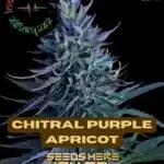 Chitral Purple Apricot (Regular) - Indian Landrace Exchange