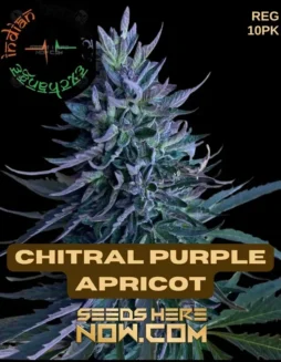 Chitral Purple Apricot (Regular) (space) Indian Landrace Exchange