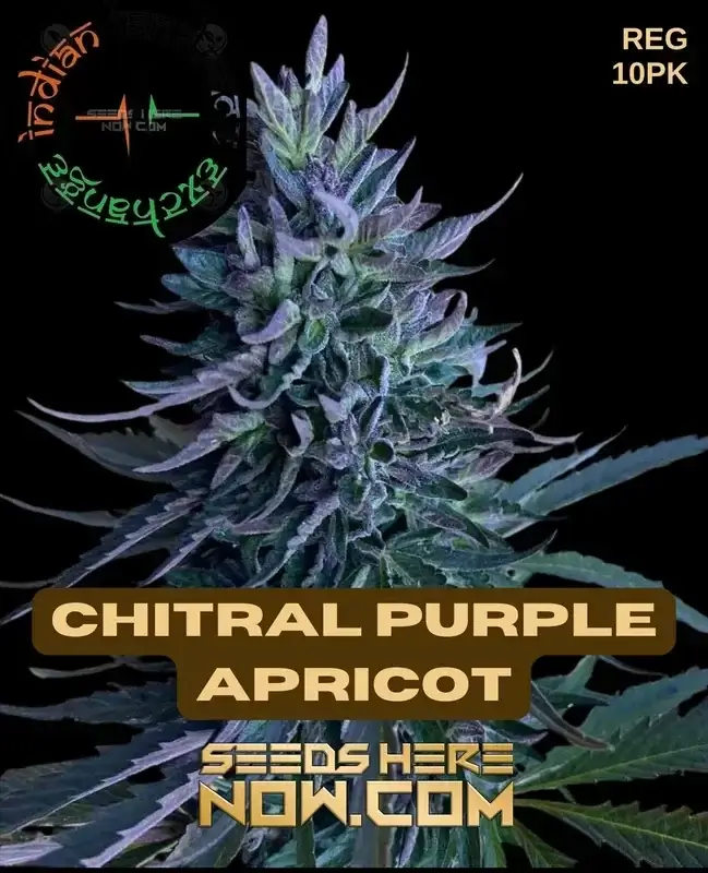 Chitral Purple Apricot cannabis seeds from Indian Landrace Exchange