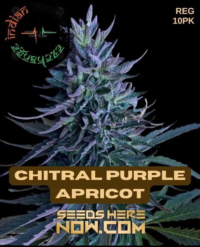 Cannabis seeds product named Chitral Purple Apricot by Indian Landrace Exchange