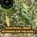Chitral (SOP: String of Pearl) (Regular) - Indian Landrace Exchange