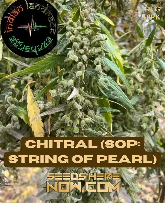 Chitral String of Pearls Regular Cannabis Seeds by Indian Landrace Exchange showcasing traits and benefits