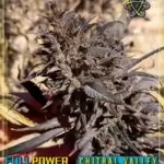 Chitral Valley, Black Selection (Regular) - Indian Landrace Exchange