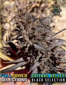 Chitral Valley, Black Selection cannabis seeds by Indian Landrace Exchange