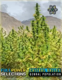 Chitral Valley, General Population cannabis seeds by Indian Landrace Exchange