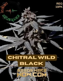 Chitral Wild Black cannabis seeds (space) Pure Kalash highland land(space)race, 9(space)10 weeks flowering, energetic uplift effect