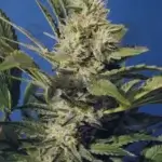 Chocolate Chunk (Feminized) - T.H. Seeds