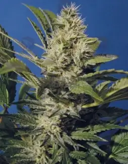 Chocolate Chunk Feminized Seeds (space) Indica Dominant, Earthy and Sweet Aroma