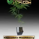 Chocolate Hash Clone - ACC