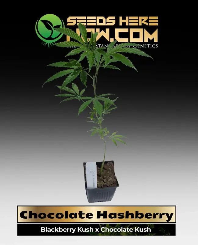 Chocolate Hash Clone - ACC, an Indica-dominant hybrid with robust genetics from Blackberry Kush and Chocolate Kush, featuring rich chocolate and berry flavors.