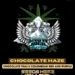Chocolate Haze (Regular) - Snow High Seeds