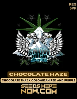 Chocolate Haze cannabis seeds by Snow High Seeds featuring Chocolate Thai and Colombian heritage