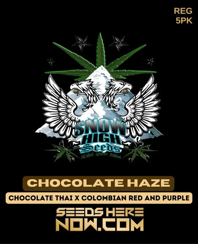 Chocolate Haze cannabis seeds by Snow High Seeds featuring Chocolate Thai and Colombian heritage