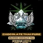 Chocolate Thai Pure (Regular) - Snow High Seeds