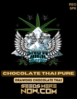 Chocolate Thai Pure Regular Seeds (space) Sativa(space)dominant, chocolate and coffee flavors, 19(space)25% THC