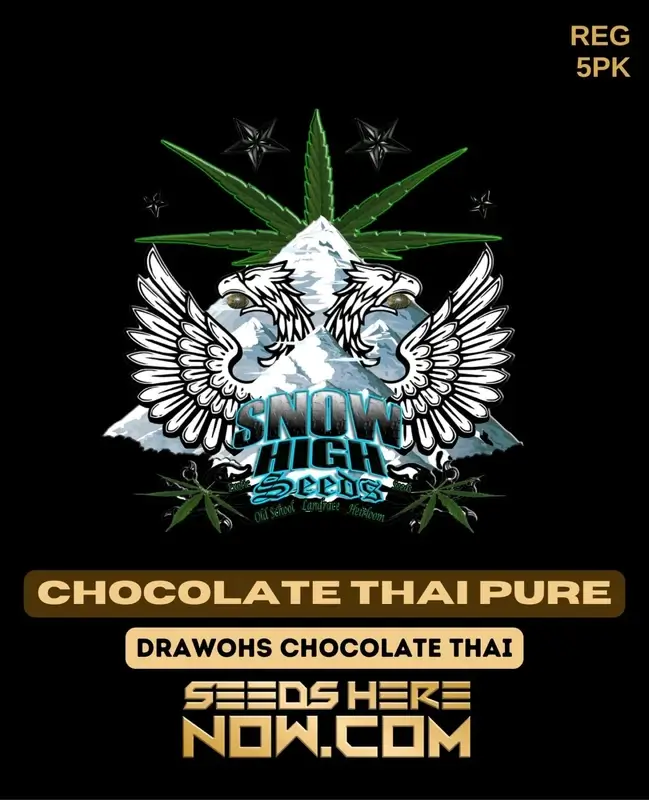 Chocolate Thai Pure Regular Seeds - Sativa-dominant, chocolate and coffee flavors, 19-25% THC