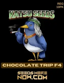 Chocolate Trip F4 regular seeds pack by Katsu Seeds, featuring earthy, chocolate, and coffee flavors
