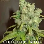 Chocolope (Autoflower) - Automatically Delicious