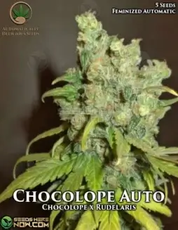 Chocolope Auto seeds (space) Earthy, Sweet Chocolate and Coffee Flavors