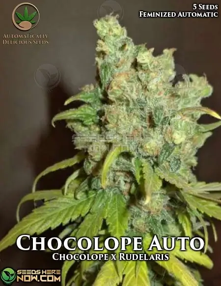 Chocolope Auto seeds - Earthy, Sweet Chocolate and Coffee Flavors