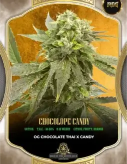 Pack of Chocolope Candy regular cannabis seeds by S.O.T.M.
