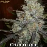 Chocolope (Regular) - Best Coast Genetics