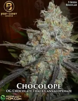 Chocolope Cannabis Seeds by Best Coast Genetics featuring OG Chocolate Thai and Cannalopehaze