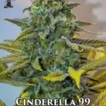 Cinderella 99 S1 (Feminized) - Dr. Blaze