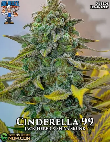 Cinderella 99 S1 seeds, feminized by Dr. Blaze, featuring citrus and pineapple aroma
