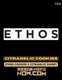 Citradelic Cookies Feminized Seeds (space) Hybrid strain with citrus, sweet aroma
