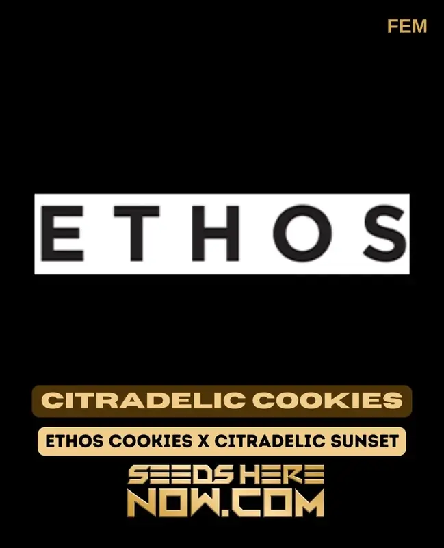 Citradelic Cookies Feminized Seeds - Hybrid strain with citrus, sweet aroma