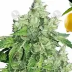 Citron Givre (Feminized) - T.H. Seeds