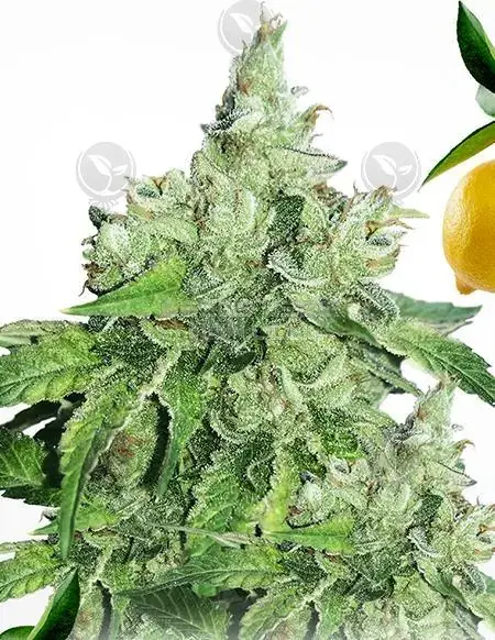 Feminized Citron Givre cannabis seeds by T.H. Seeds featuring buds with citrus hues and a lemon aroma