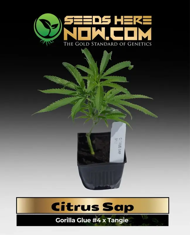 Citrus Sap Cannabis Clone featuring Gorilla Glue #4 and Tangie genetics in a 3.5-inch pot