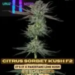 Citrus Sorbet Kush F2 (Regular) - Uruz Seeds