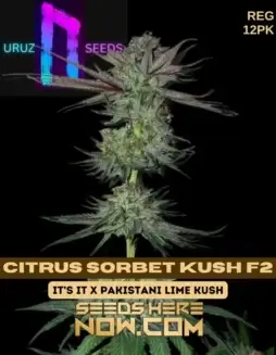Citrus Sorbet Kush F2 Regular seeds pack by Uruz Seeds