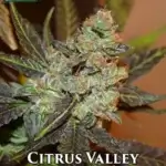 Citrus Valley (Regular) - True Canna Genetics