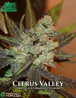 Citrus Valley Regular Seeds (space) Hybrid cannabis strain with citrus and pine aroma