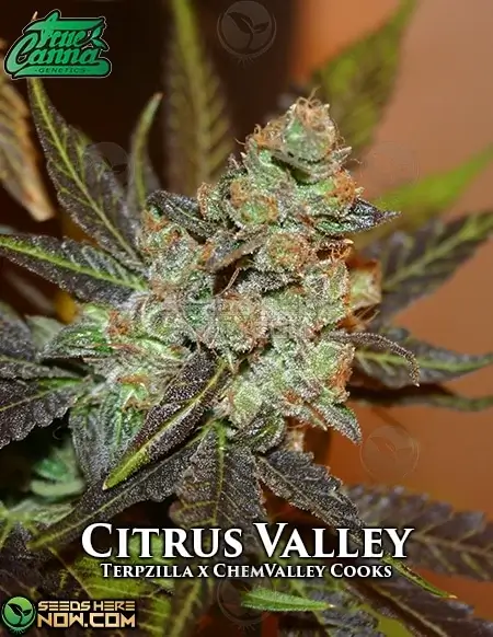 Citrus Valley Regular Seeds - Hybrid cannabis strain with citrus and pine aroma