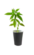 Buy Cannabis Clones Online