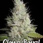 Clown Royal (Regular) - Second Generation Genetics