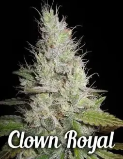 Clown Royal Regular Cannabis Seeds (space) Indica Dominant Hybrid with Grape and Citrus Aroma