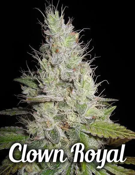 Clown Royal Regular Cannabis Seeds - Indica Dominant Hybrid with Grape and Citrus Aroma