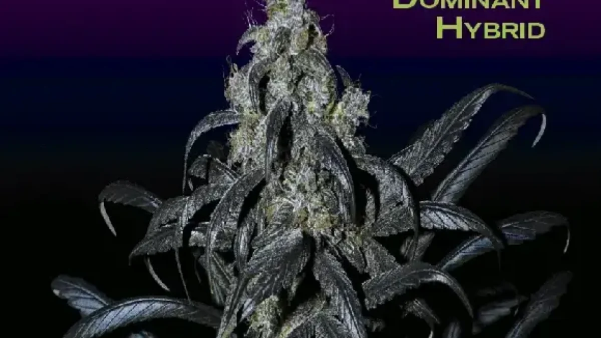 邦楽 DJ MARIJUANA febb YAKUBUTSU SOUL 3 IMG_3009-247x296.png