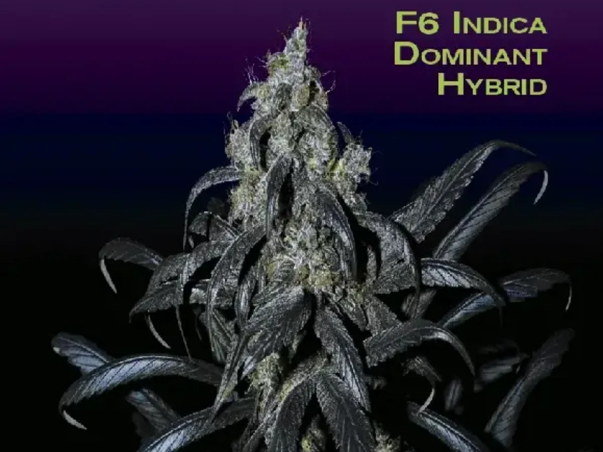 邦楽 DJ MARIJUANA a.k.a. febb YAKUBUTU SOUL 3 DJ Short Seeds Cannabis Seeds For Sale | Seedsherenow.com