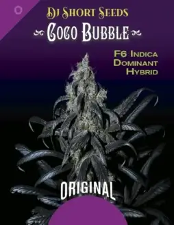 Coco Bubble Regular Seeds (space) Cocoa Kush Hybrid with Chocolate and Bubblegum Flavors